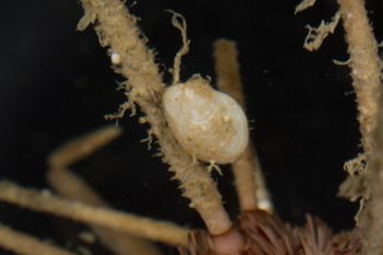 Media type: image;   Malacology 393892